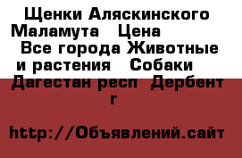 Щенки Аляскинского Маламута › Цена ­ 10 000 - Все города Животные и растения » Собаки   . Дагестан респ.,Дербент г.